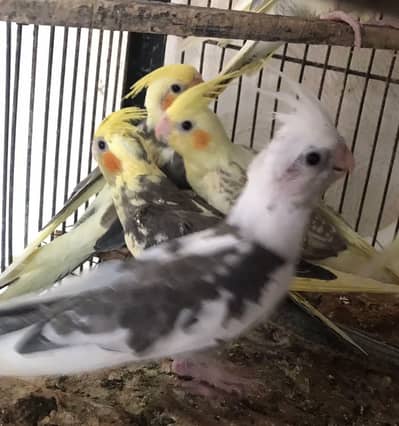 cockatiel v pied and eno pied cocktail  patha parrot