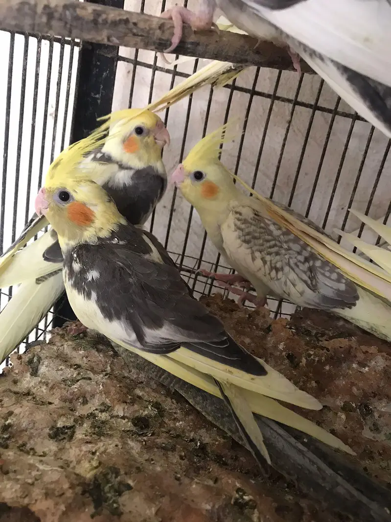 cockatiel v pied , pearl pied and eno pied cocktail  patha — photo 4