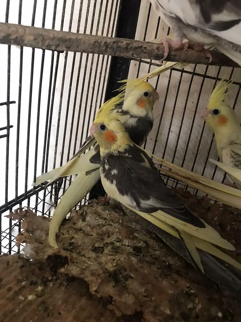cockatiel v pied , pearl pied and eno pied cocktail  patha — photo 5