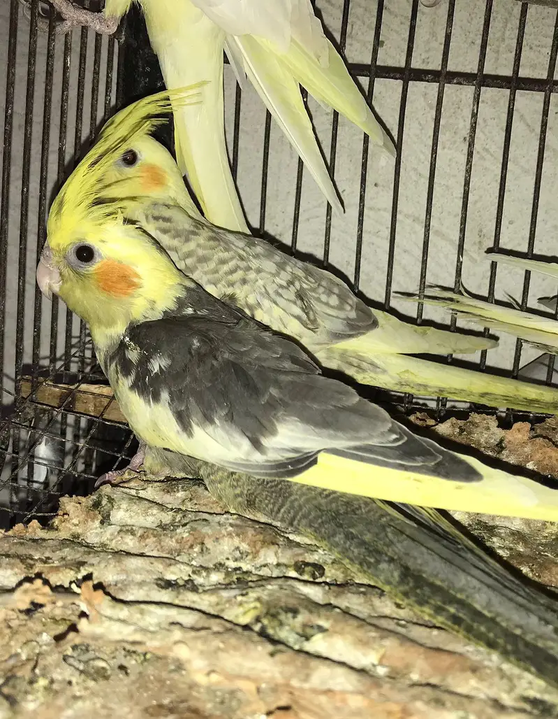 cockatiel v pied , pearl pied and eno pied cocktail  patha — photo 6
