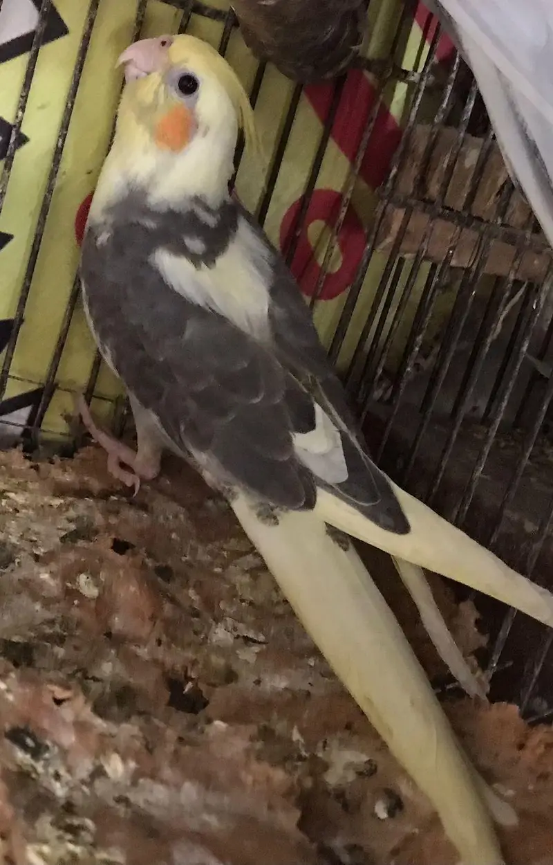 cockatiel v pied , pearl pied and eno pied cocktail  patha — photo 7