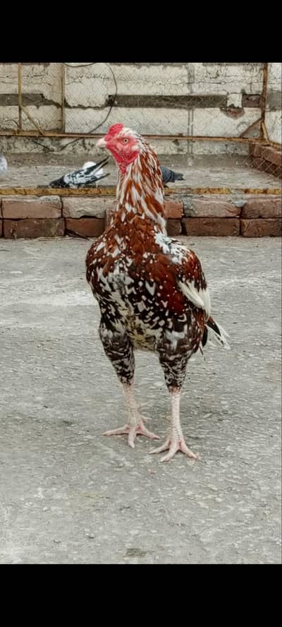 chick
