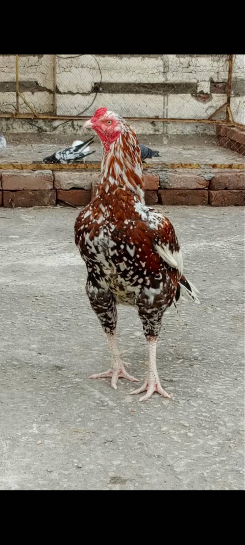chick 0