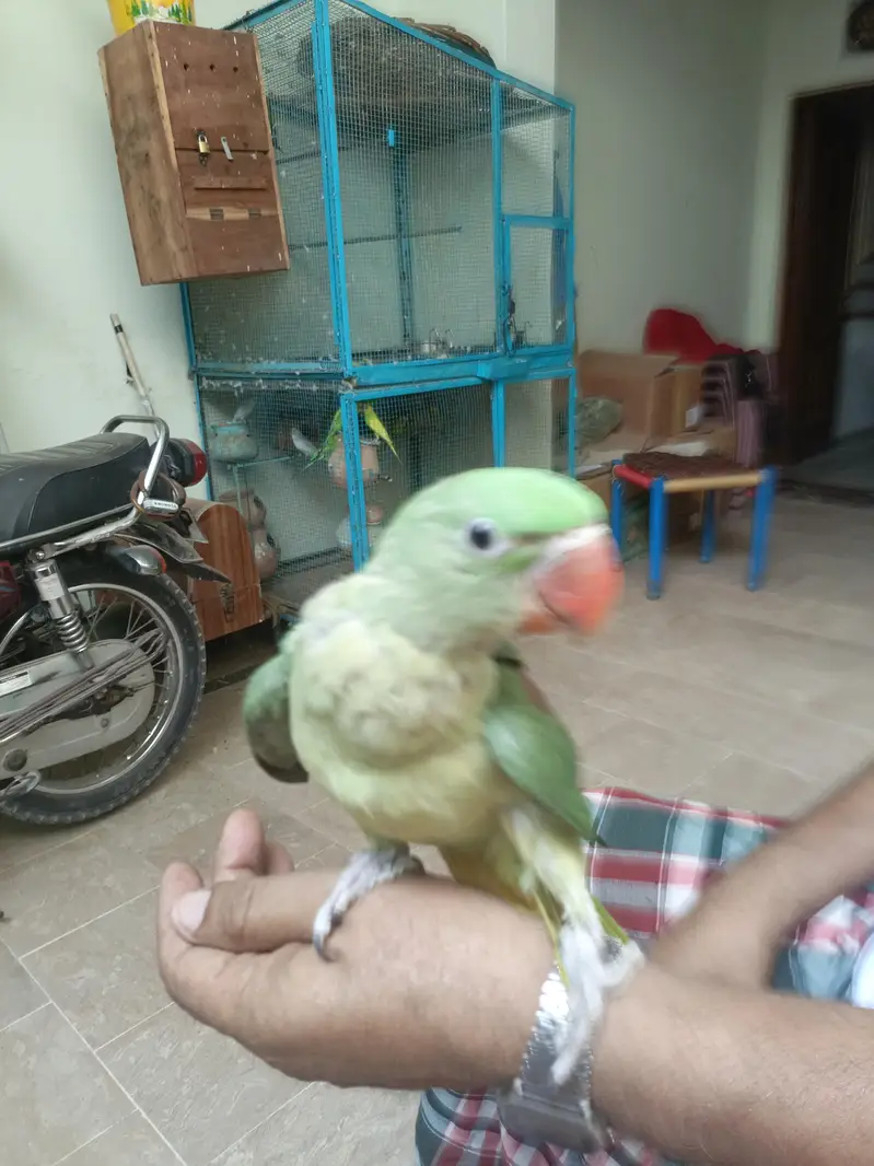 Raw Parrot  Male Chicks|Chicks|Raw|Sale Chicks