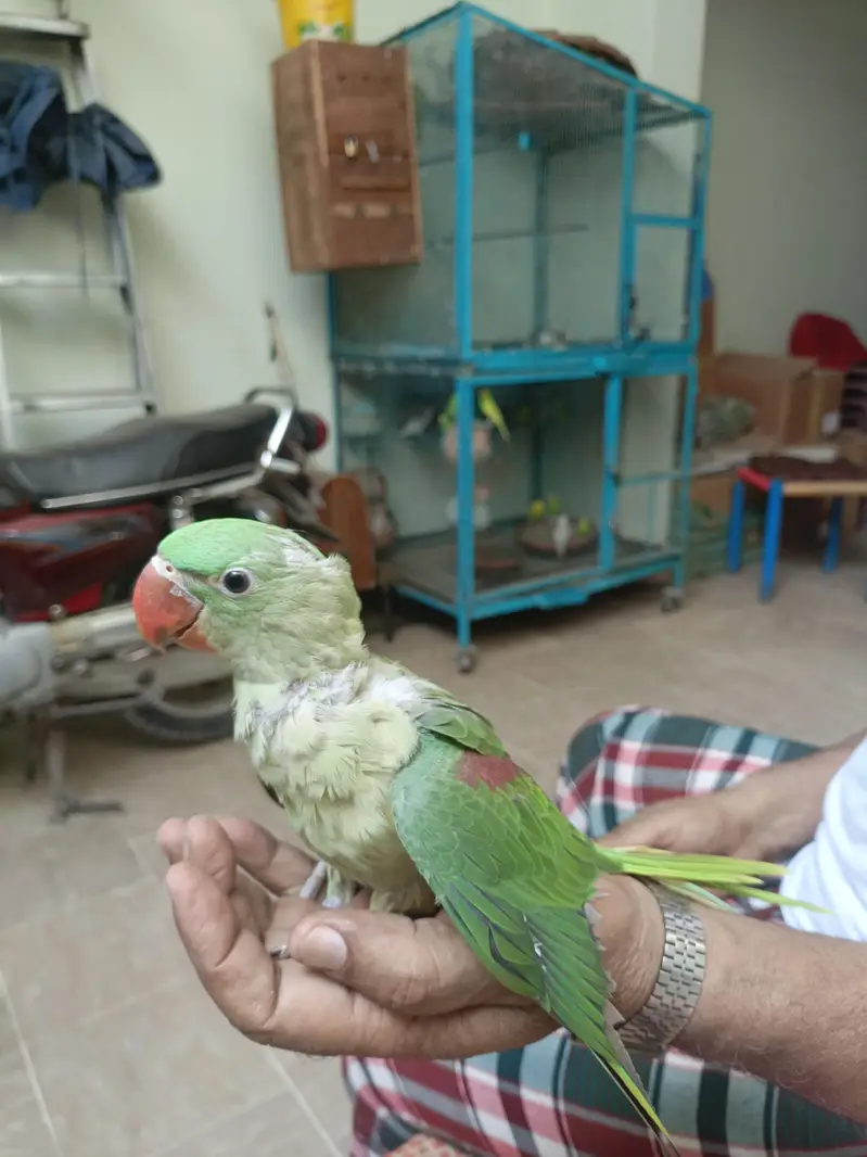 Raw Parrot  Male Chicks|Chicks|Raw|Sale Chicks — photo 2