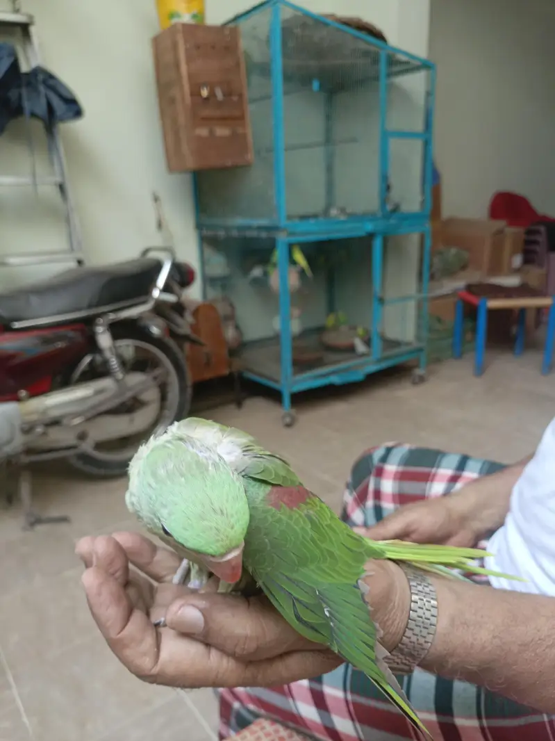 Raw Parrot  Male Chicks|Chicks|Raw|Sale Chicks — photo 3