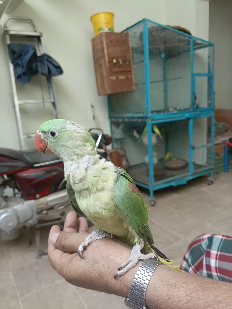 Raw Parrot  Male Chicks|Chicks|Raw|Sale Chicks — photo 4
