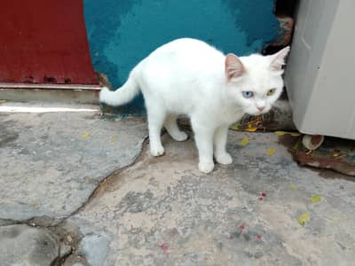white colour