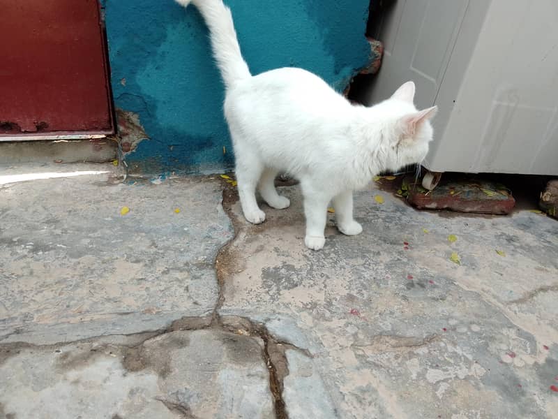 white colour 1