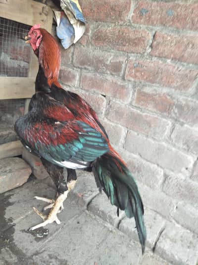 pure aseel murga for sale ha