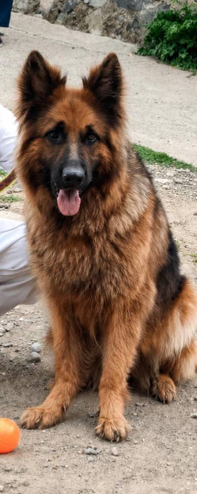 Long cot breedar female far sale