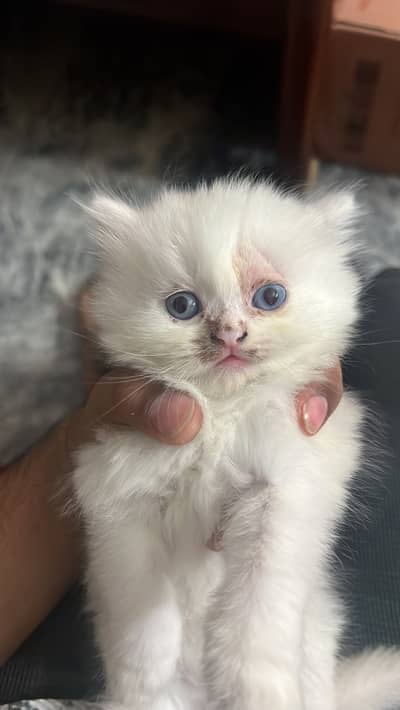 Kittan forsale
