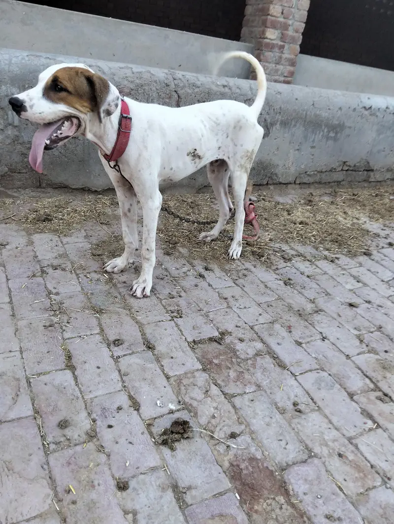 کمال چیز ہے رابطہ اس نمبر پر کریں 03059841611 — photo 3