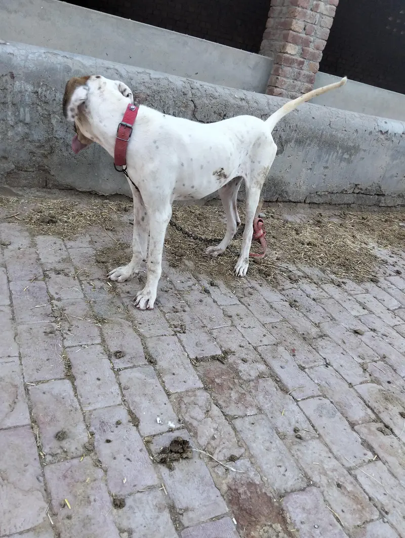کمال چیز ہے رابطہ اس نمبر پر کریں 03059841611 — photo 6