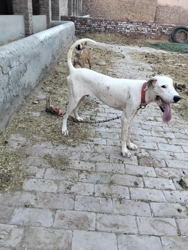کمال چیز ہے رابطہ اس نمبر پر کریں 03059841611 — photo 10