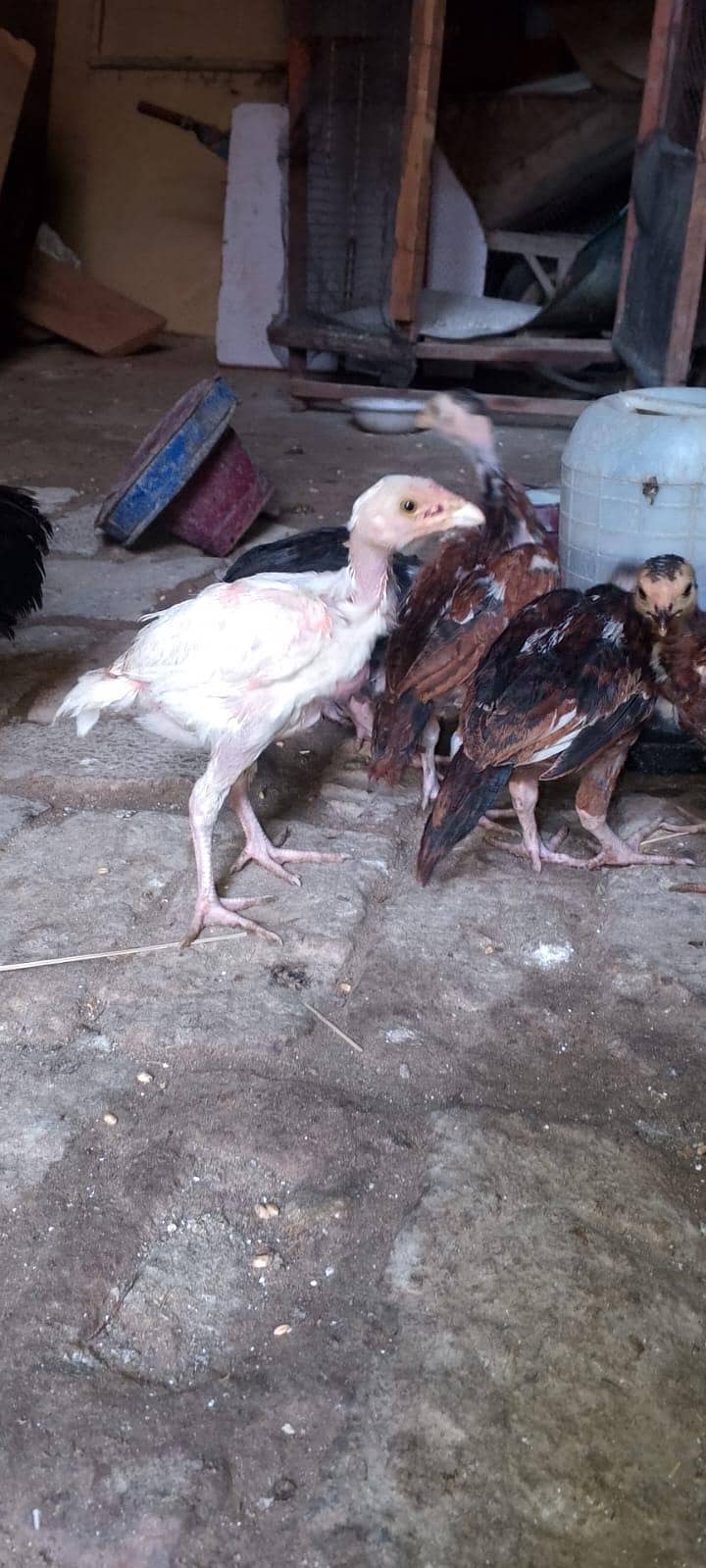 Aseel chicks 0