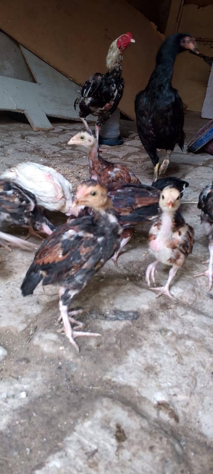 Aseel chicks 1