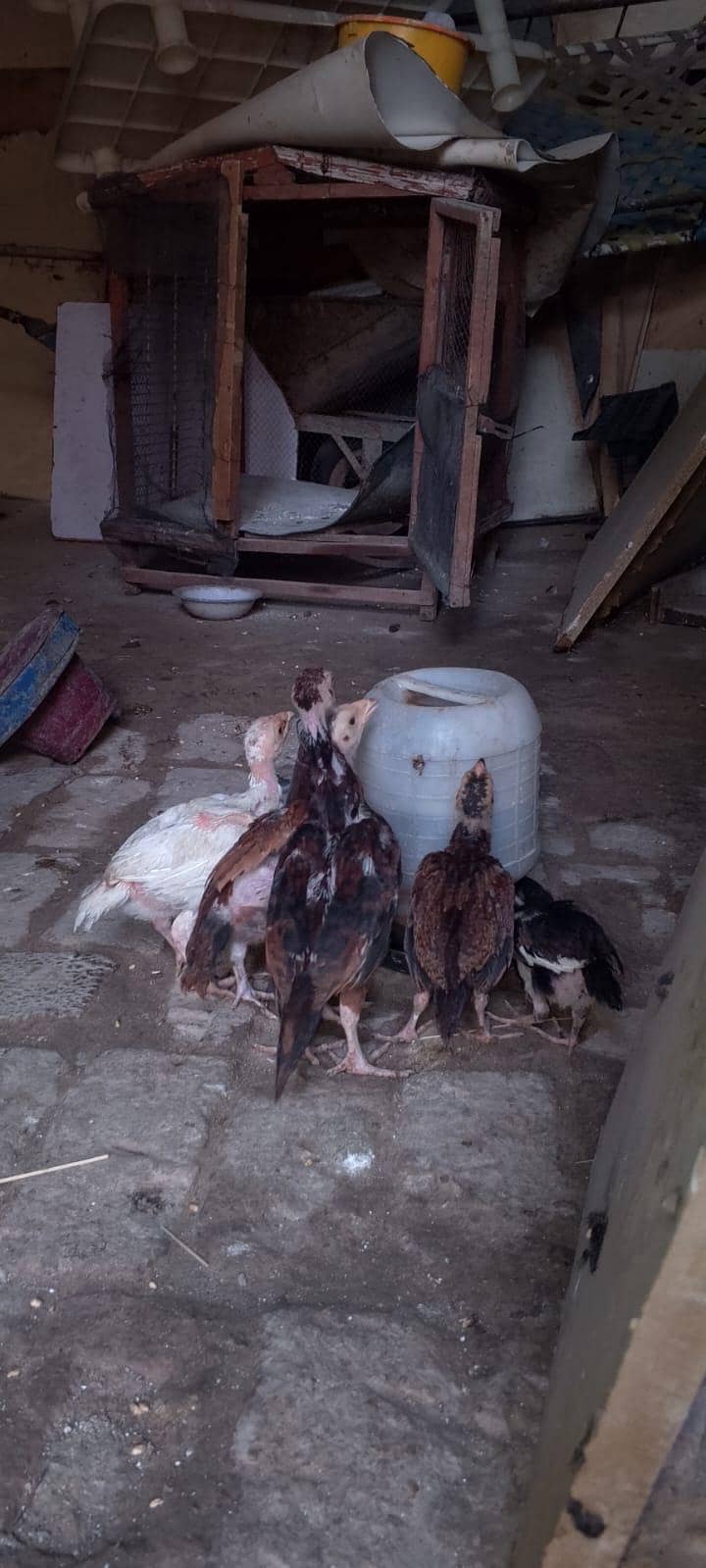 Aseel chicks 2