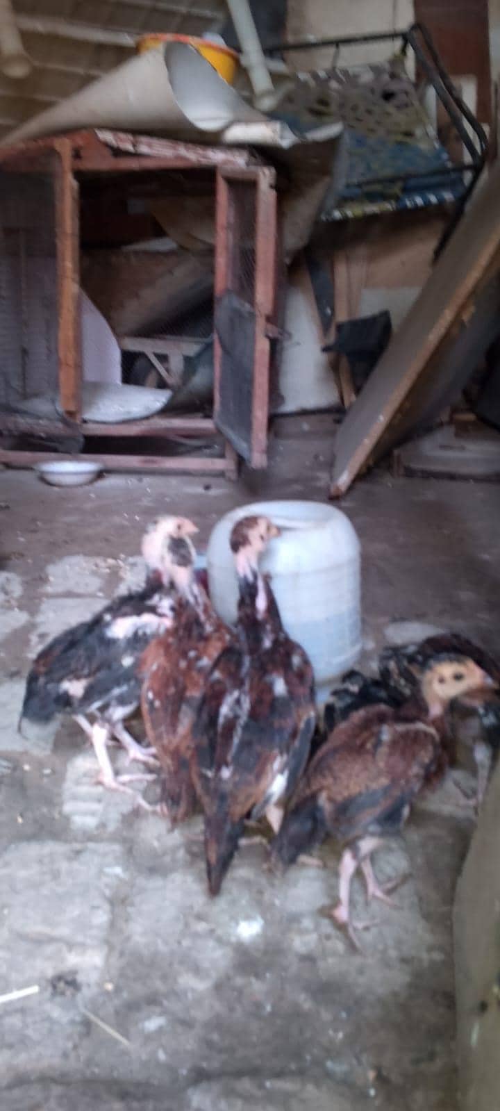 Aseel chicks 3