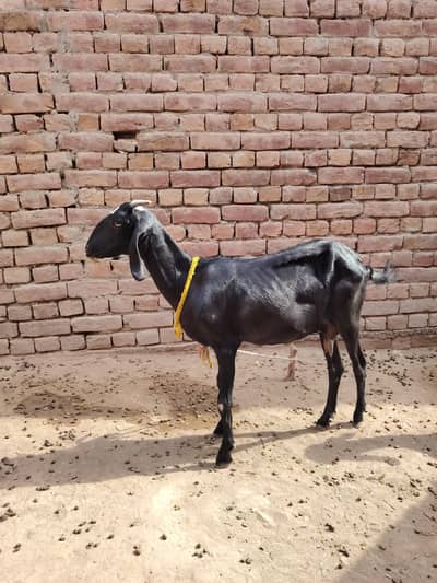 3 Adad Pure Barbani Bakrian/Goats for Sale