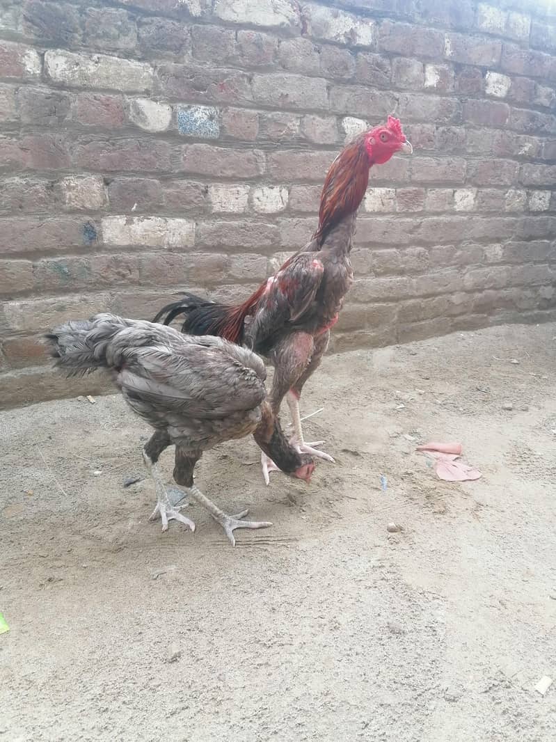 aseel pair 7