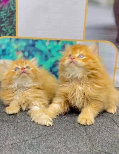 persian cat my WhatsApp number 03085595823