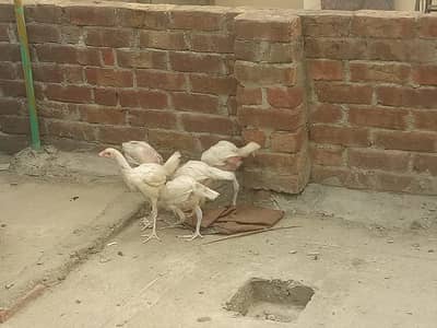 Aseel Heera Chick