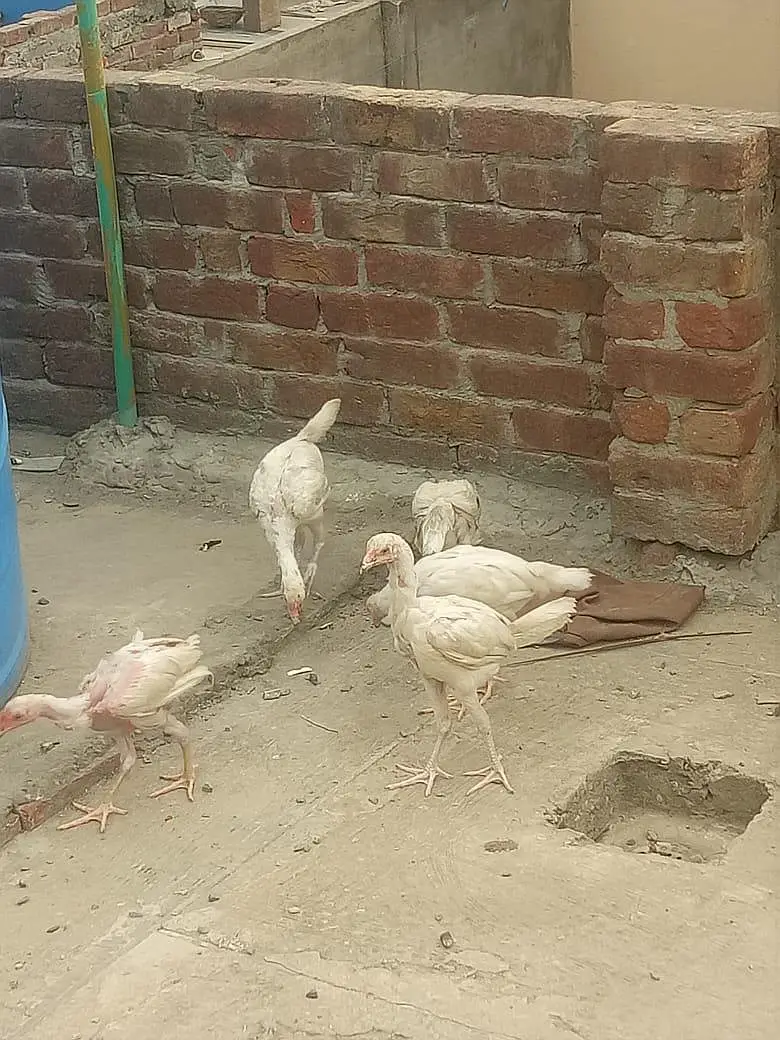 Aseel Heera Chick — photo 2