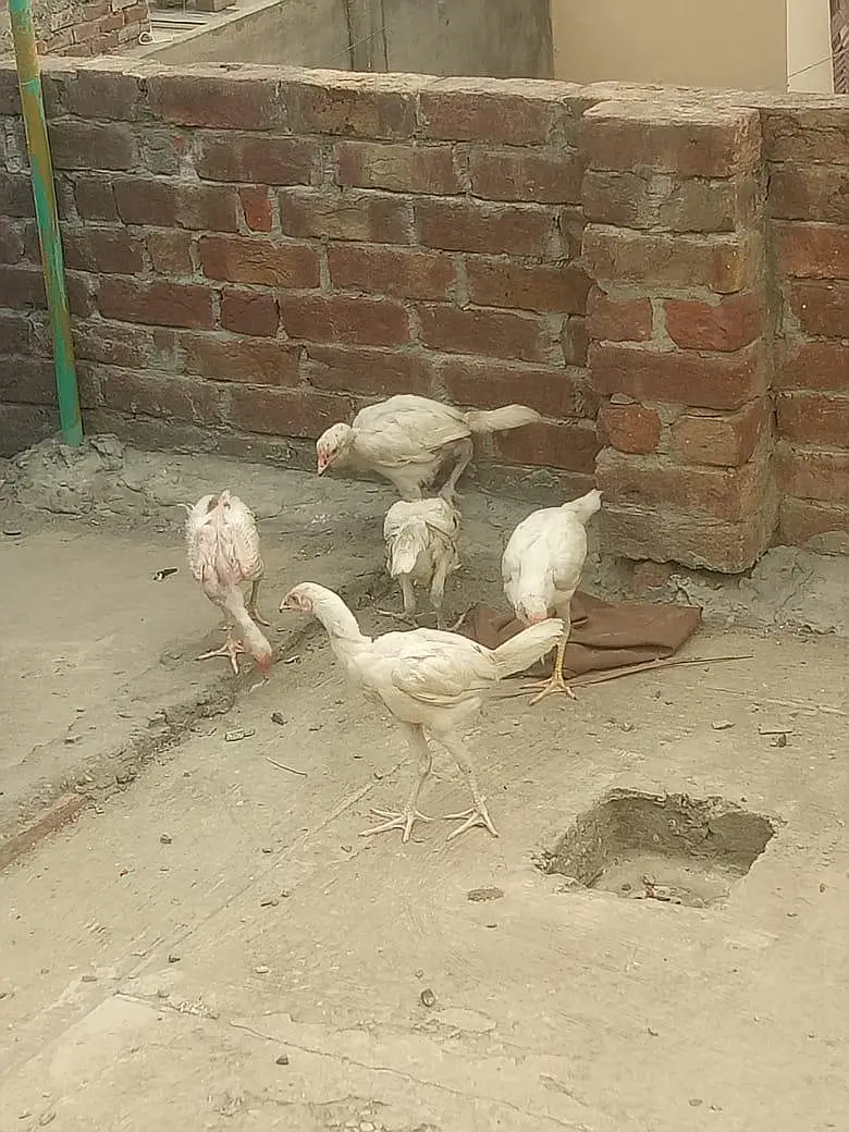 Aseel Heera Chick — photo 3