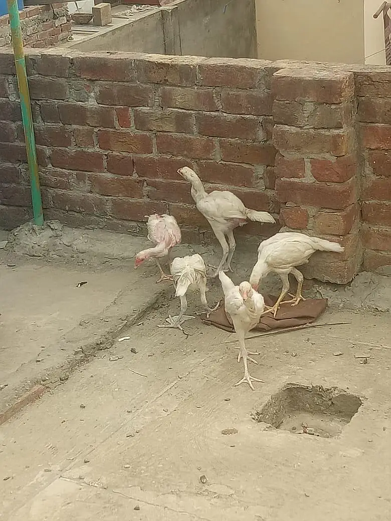 Aseel Heera Chick — photo 4