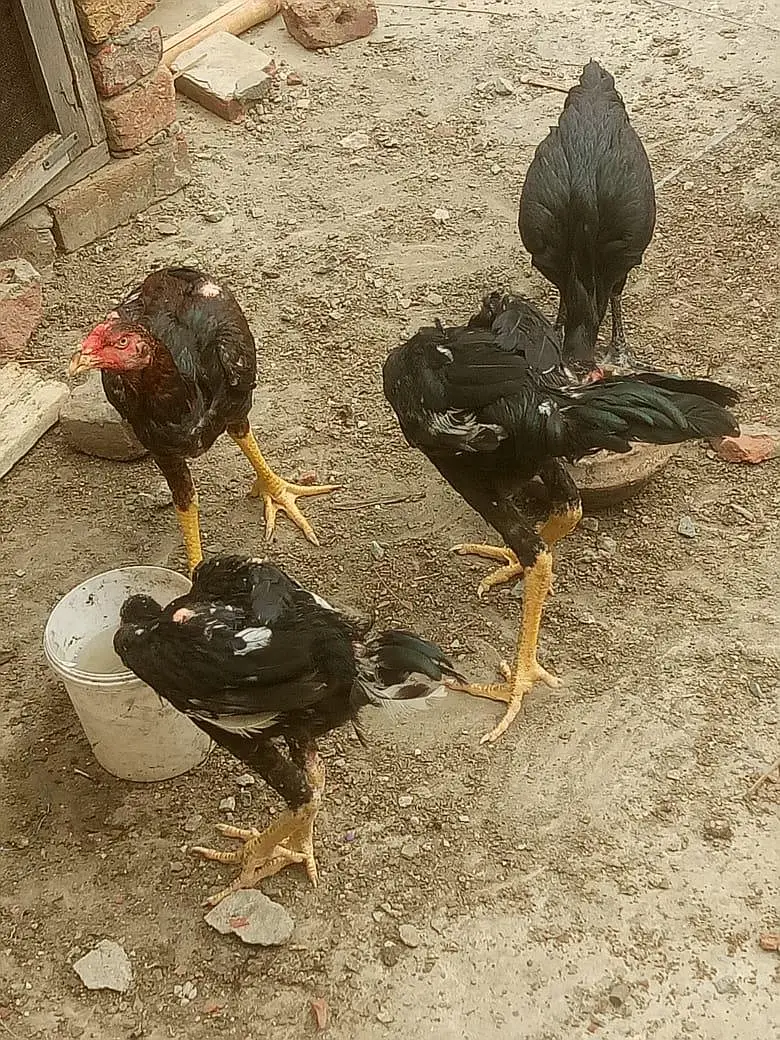 Aseel Heera Chick — photo 5