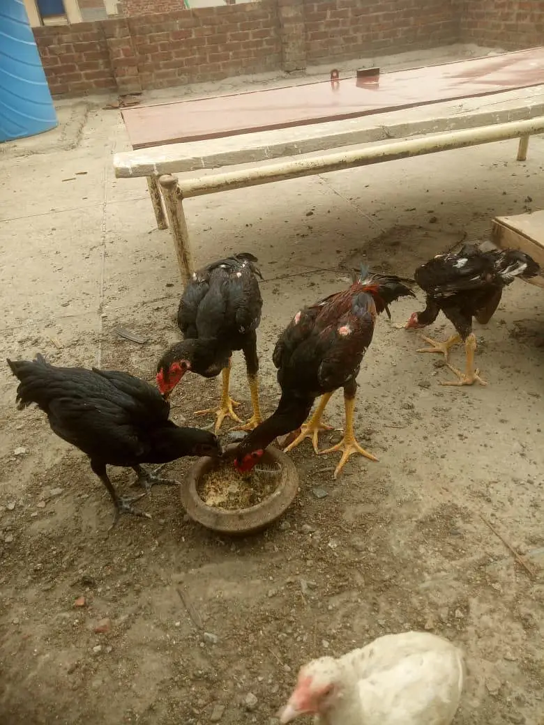 Aseel Heera Chick — photo 6
