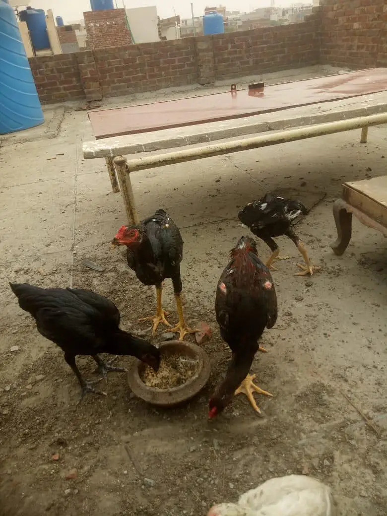 Aseel Heera Chick — photo 7