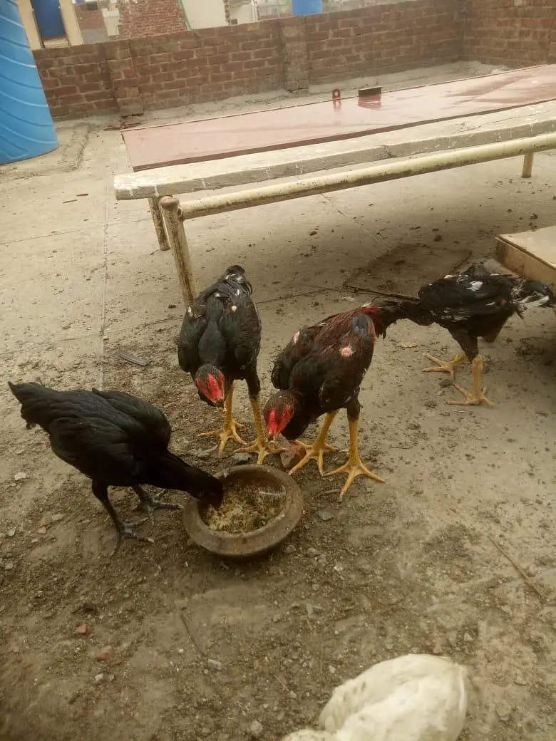 Aseel Heera Chick — photo 8