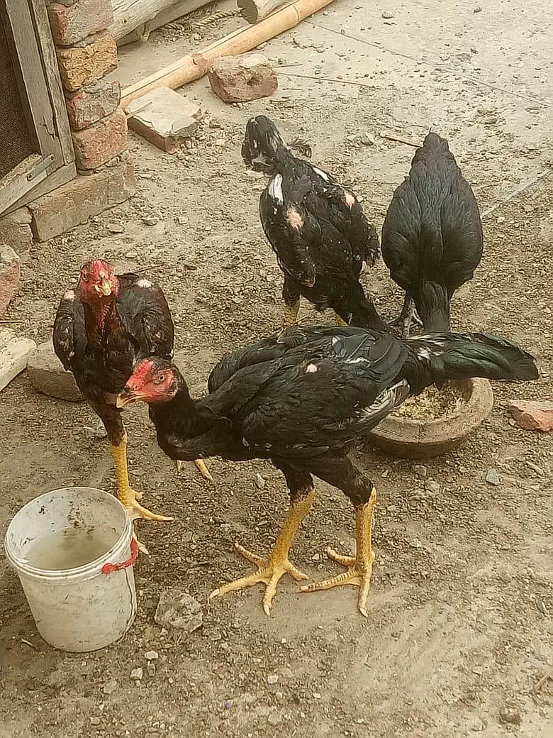 Aseel Heera Chick — photo 9