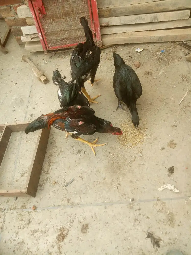Aseel Heera Chick — photo 10