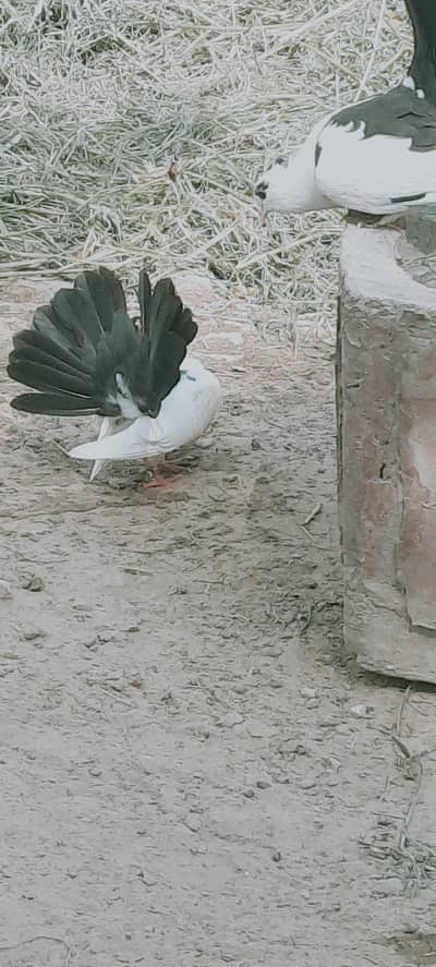 Black Tail Lucky pigeons healty and active chicks