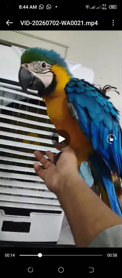 Blue  gold macaw