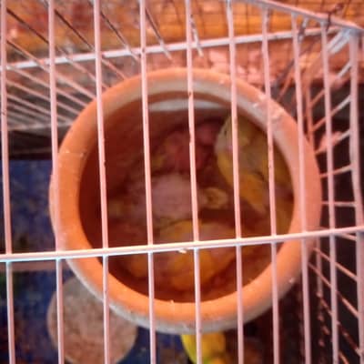 bajari breeder pairs for sale