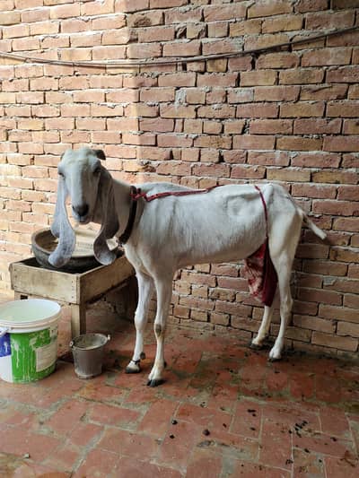 mashallah healthy and Activ female sath Ek path for sale