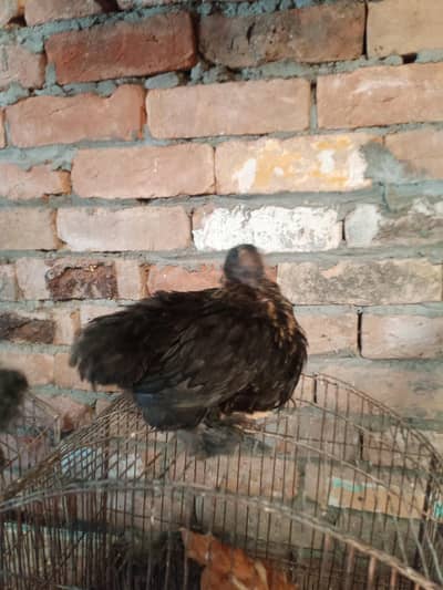 sebright pair / cocco bentum/ Silky female