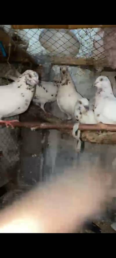 Indian Latthe red eyes exchange with hens