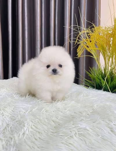 Pomeranian puppies for sale 2 month age