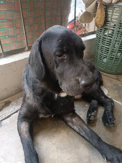 Healthy Labrador For STUDD (Matting)