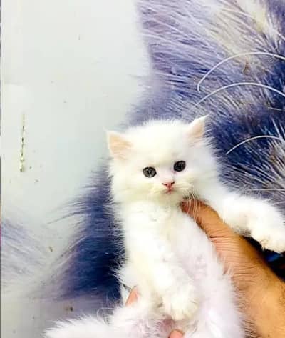 (Persian female kitten) (for sale all) (Pakistan delivery available)