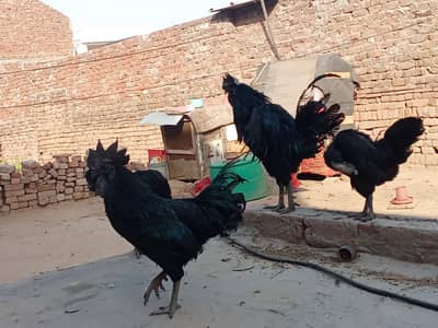 ayam cemani bridr pir 03239652384