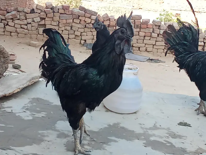 ayam cemani bridr pir 03239652384 — photo 2