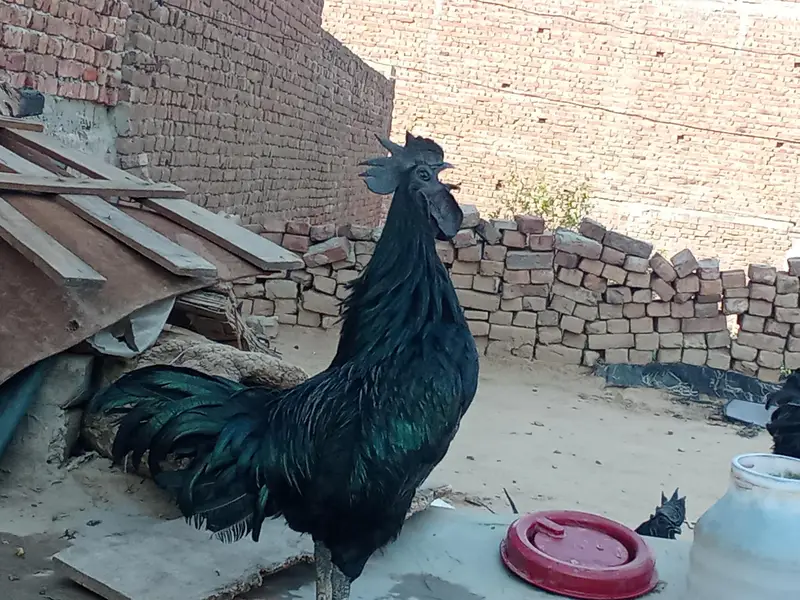 ayam cemani bridr pir 03239652384 — photo 3
