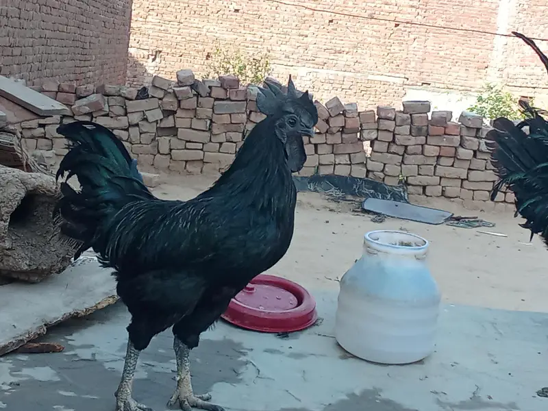 ayam cemani bridr pir 03239652384 — photo 4