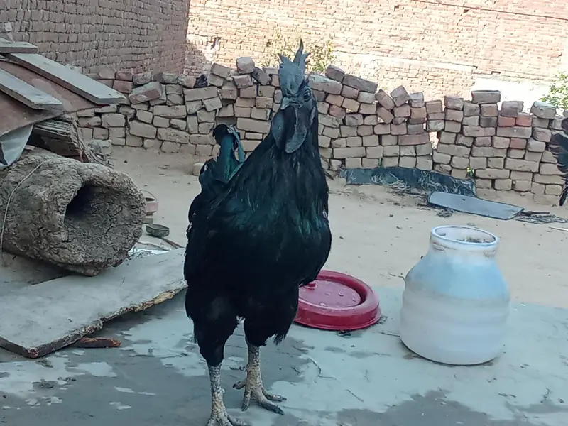 ayam cemani bridr pir 03239652384 — photo 5
